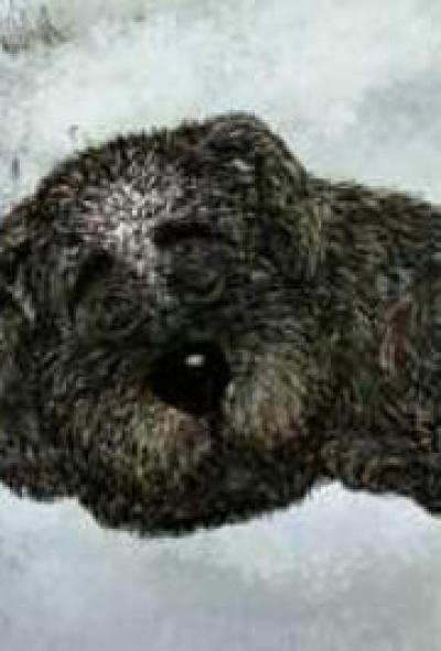 Постер к фильму Белолобый